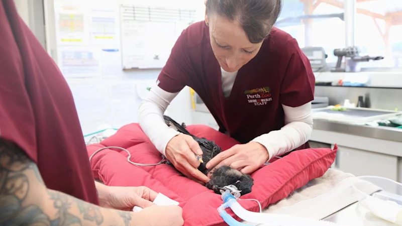 Endangered WA cockatoos first in line for bird flu vaccine